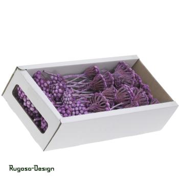 Preview: Albiflora, brombeer/raureif